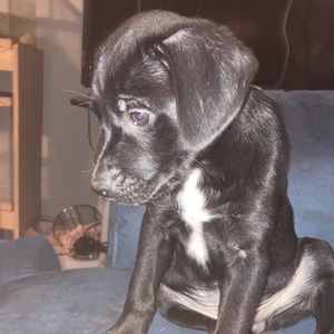 Meet your Posher, Dayton